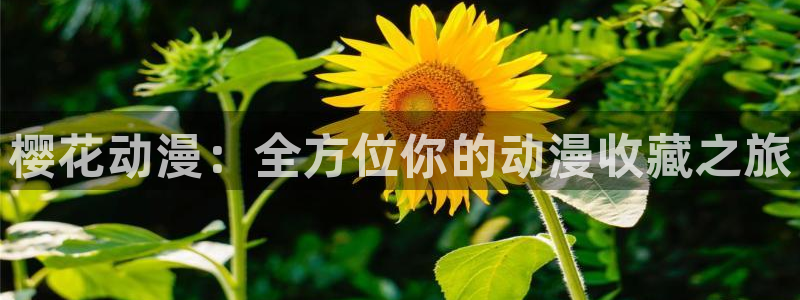 omofun免费下载：樱花动漫：全方位你的动漫收藏之旅